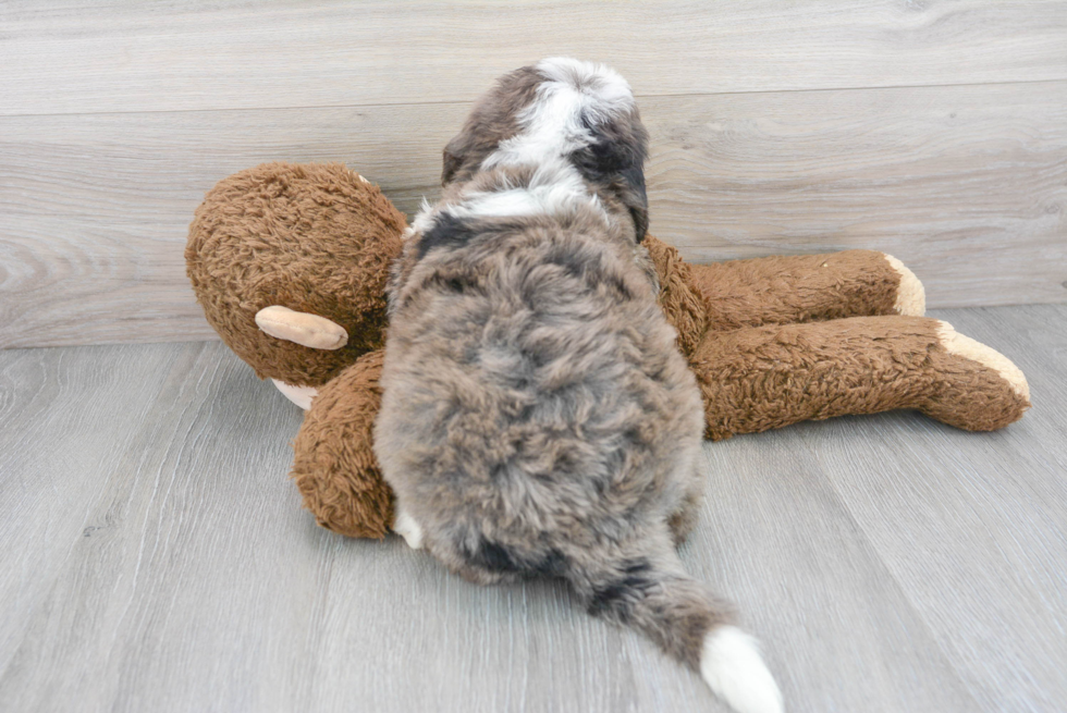 Best Mini Bernedoodle Baby