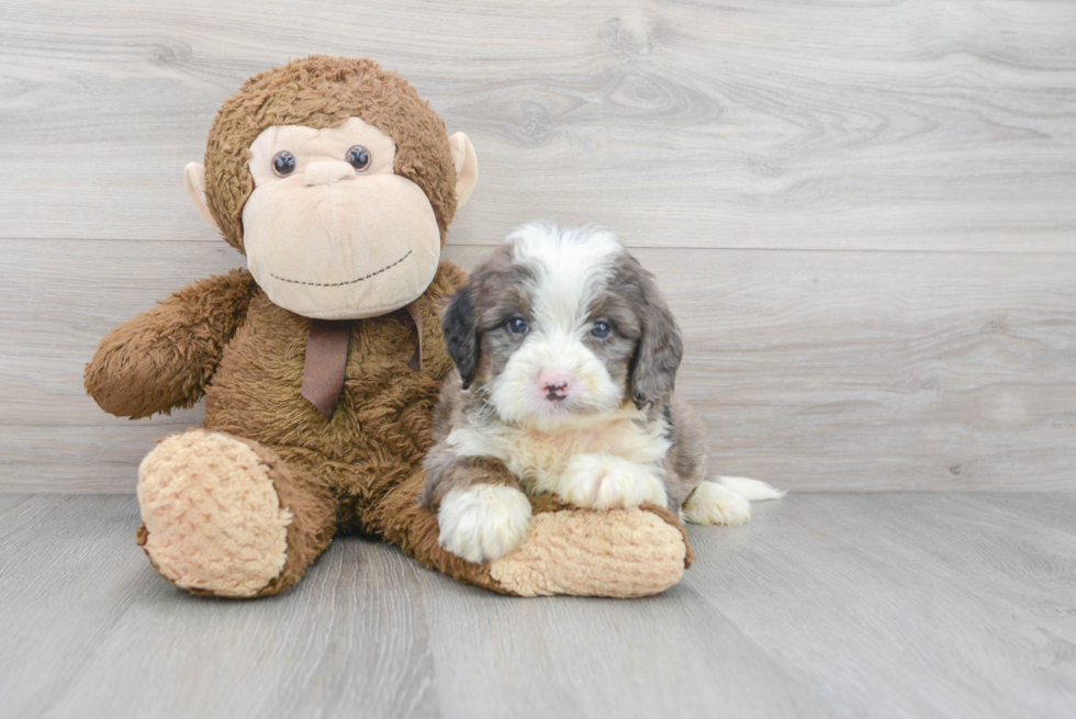 Best Mini Bernedoodle Baby