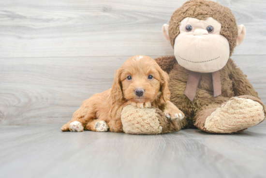 Energetic Bernadoodle Poodle Mix Puppy