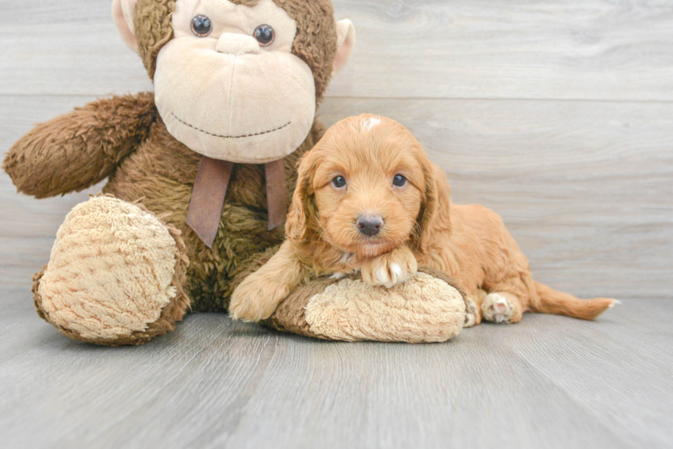 Adorable Mini Berniedoodle Poodle Mix Puppy