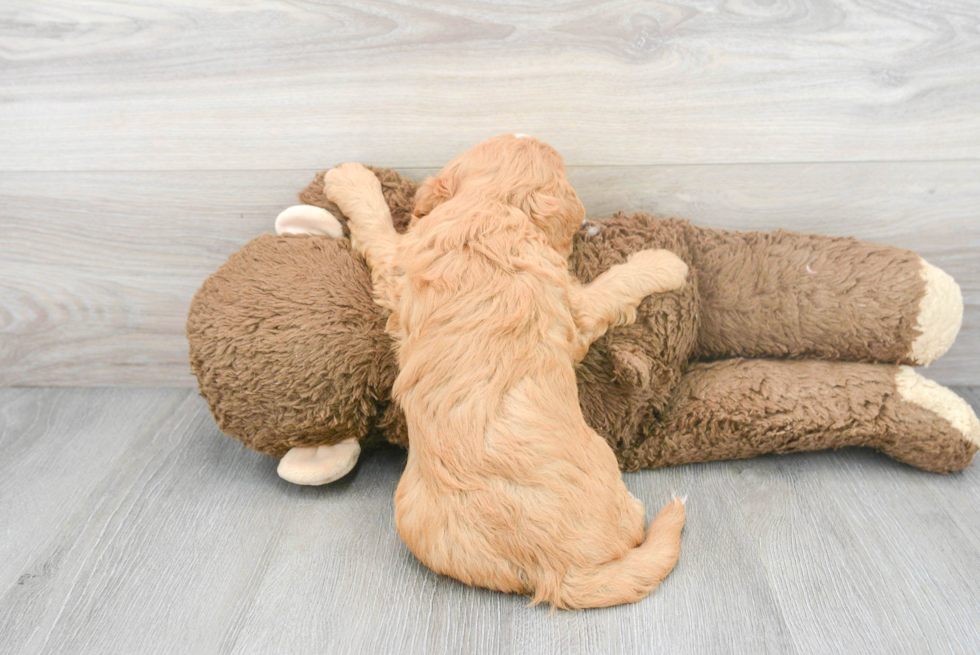 Cute Mini Bernedoodle Baby