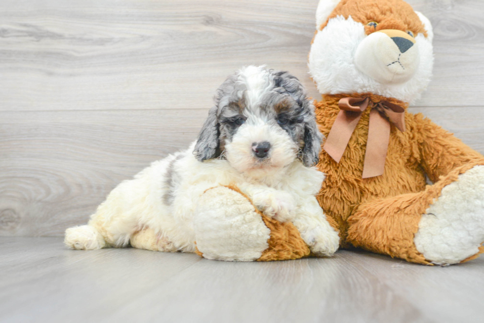 Mini Bernedoodle Puppy for Adoption