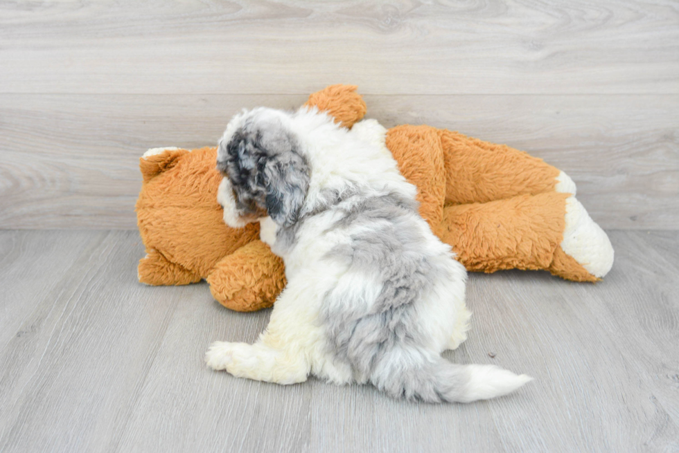 Funny Mini Bernedoodle Poodle Mix Pup