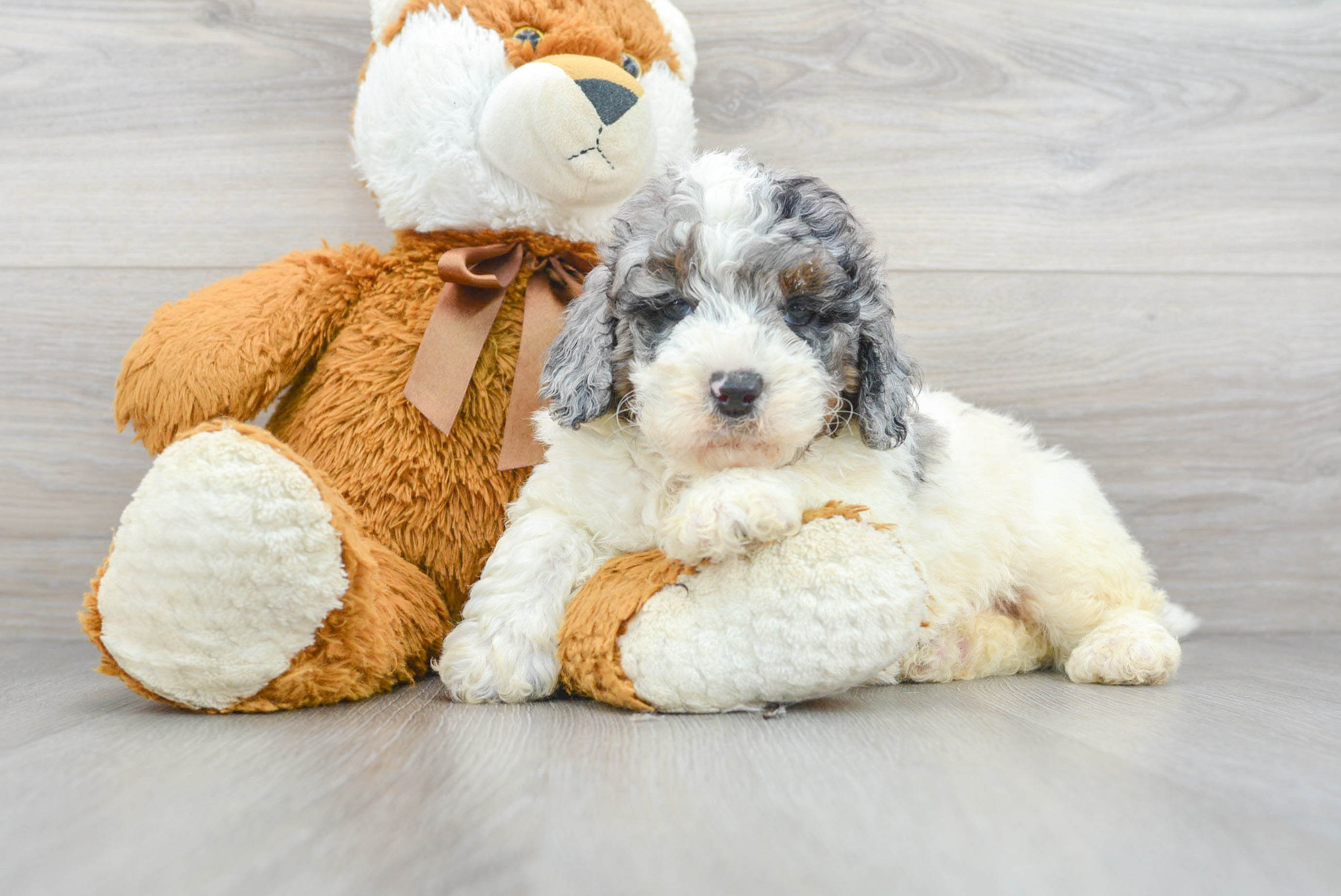 Cute Mini Bernedoodle Baby
