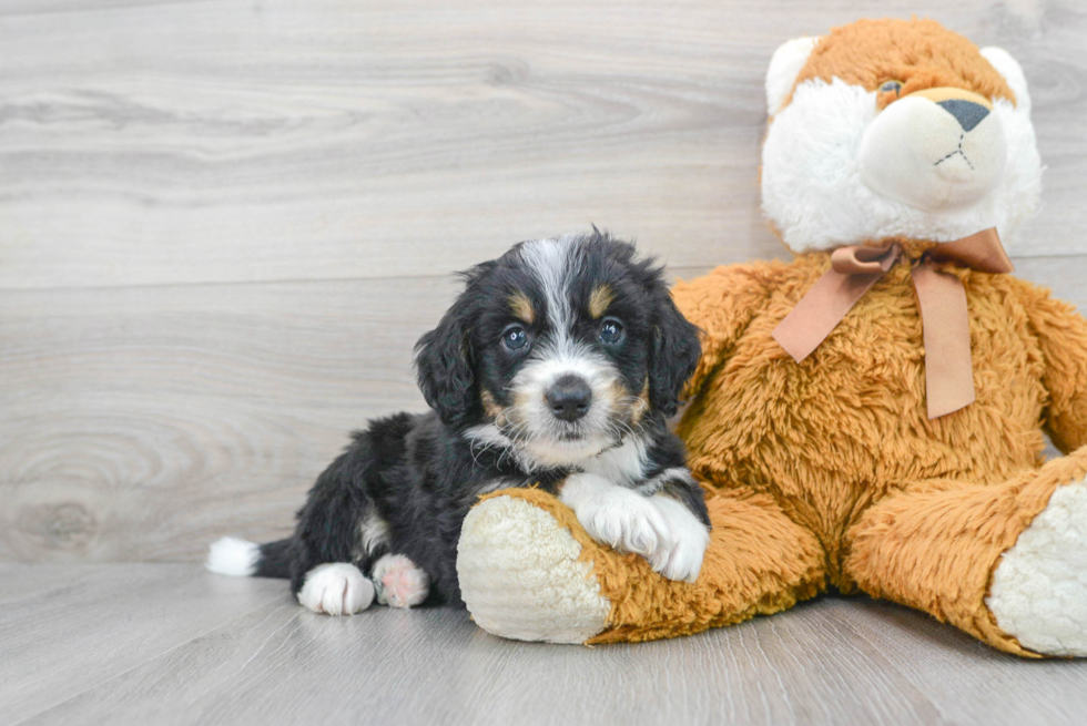 Best Mini Bernedoodle Baby