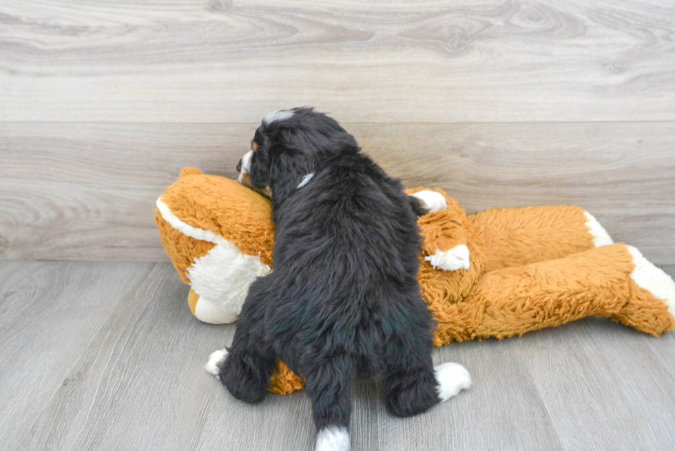 Best Mini Bernedoodle Baby