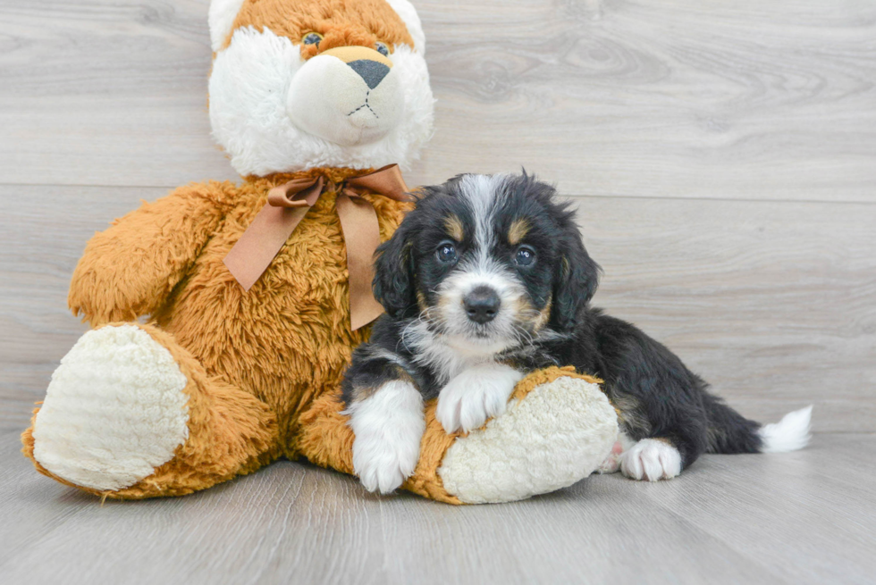 Playful Bernadoodle Poodle Mix Puppy