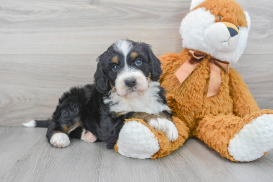 Adorable Mini Berniedoodle Poodle Mix Puppy