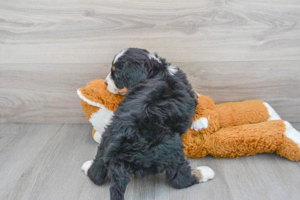 Little Mini Berniedoodle Poodle Mix Puppy