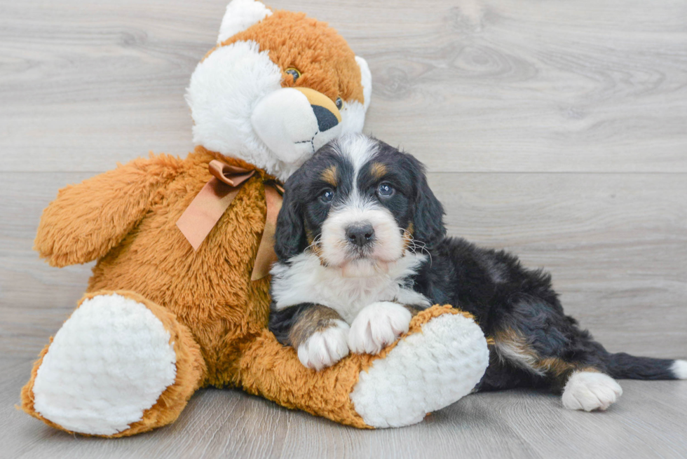 Small Mini Bernedoodle Baby