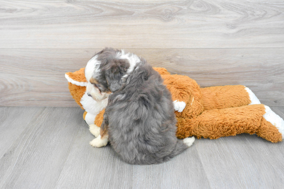 Adorable Mini Berniedoodle Poodle Mix Puppy