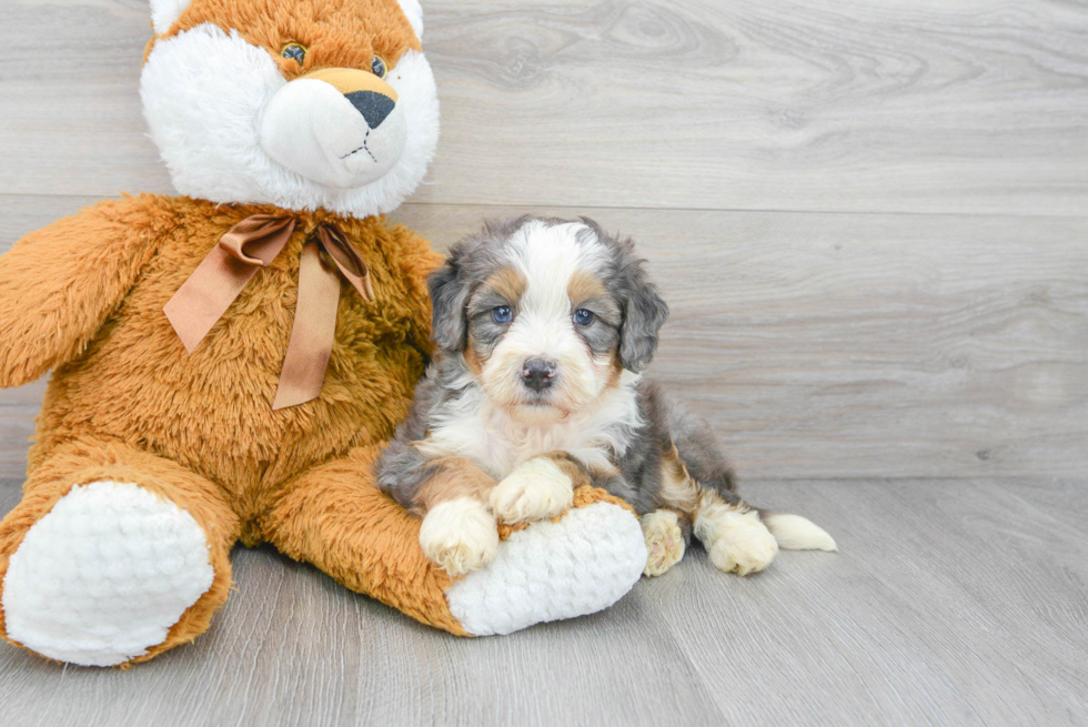 Cute Mini Bernedoodle Baby