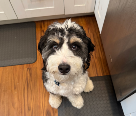 Mini Bernedoodle Lifespan: How Long Do Mini Bernedoodles Live? 