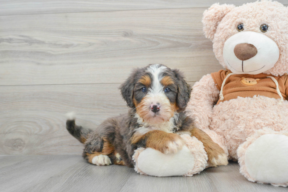 Playful Bernadoodle Poodle Mix Puppy