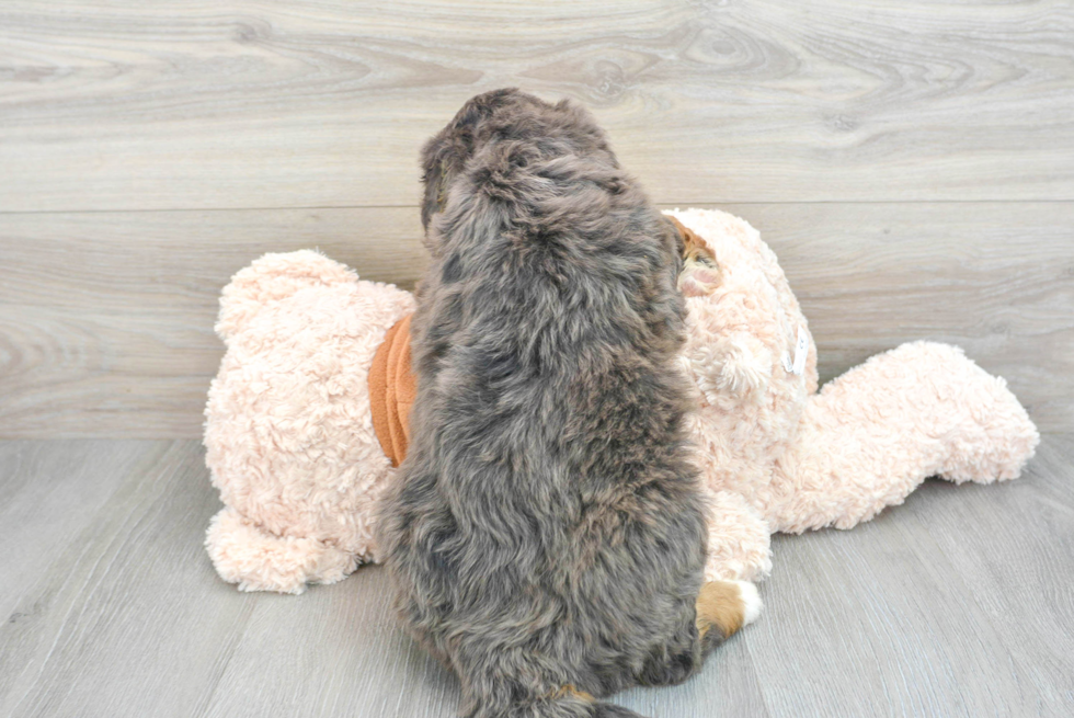 Playful Mini Berniedoodle Poodle Mix Puppy