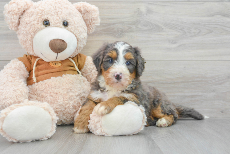 Petite Mini Bernedoodle Poodle Mix Pup