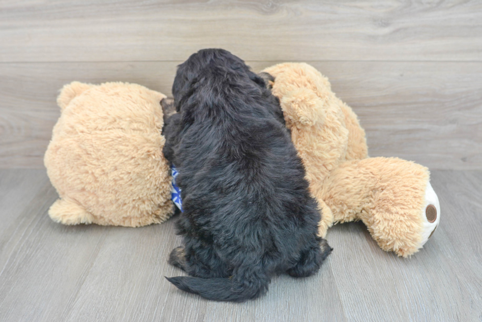 Funny Mini Bernedoodle Poodle Mix Pup