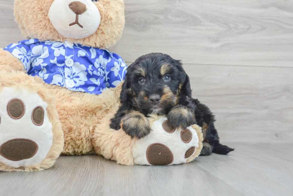 Cute Mini Bernedoodle Baby