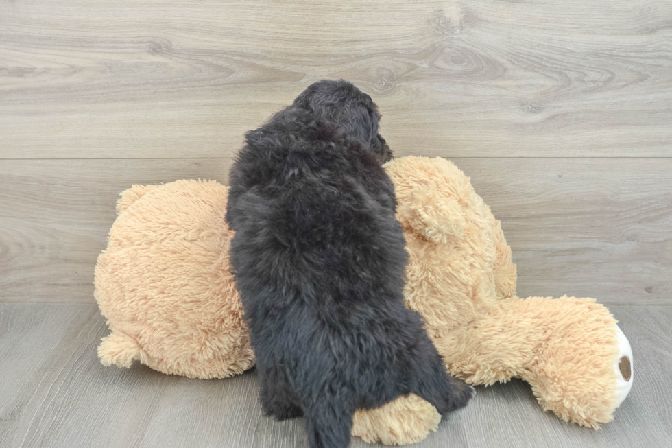 Mini Bernedoodle Linux 4lb 12oz Doodle Puppy