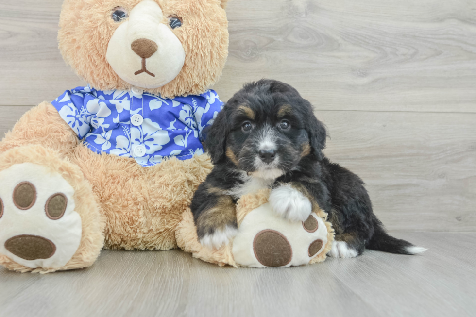 Mini Bernedoodle Linux 4lb 12oz Doodle Puppy