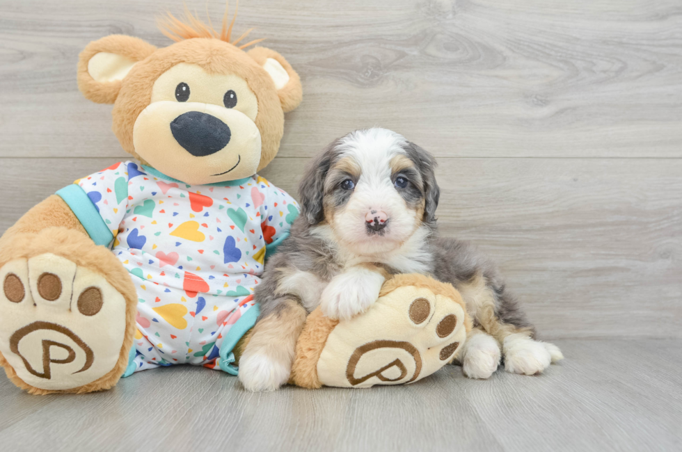 6 week old Mini Bernedoodle Puppy For Sale - Premier Pups