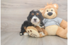 Funny Mini Bernedoodle Poodle Mix Pup