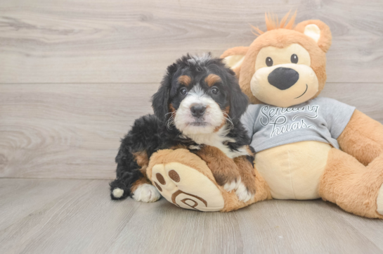 Funny Mini Bernedoodle Poodle Mix Pup