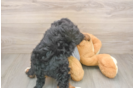 Fluffy Mini Bernedoodle Poodle Mix Pup