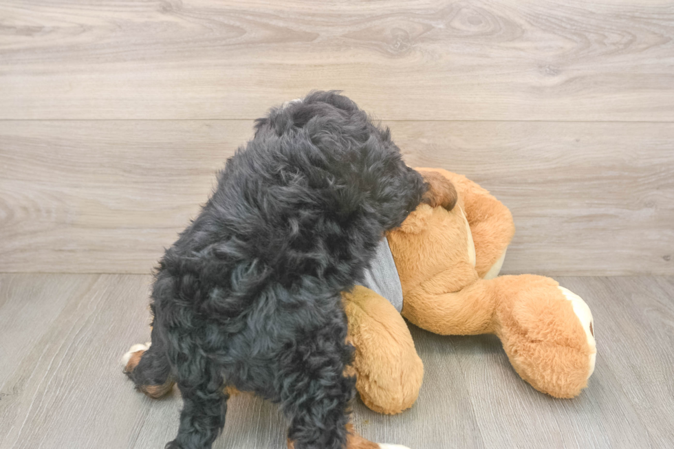 Fluffy Mini Bernedoodle Poodle Mix Pup