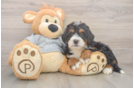 Energetic Mini Bernese Poodle Poodle Mix Puppy