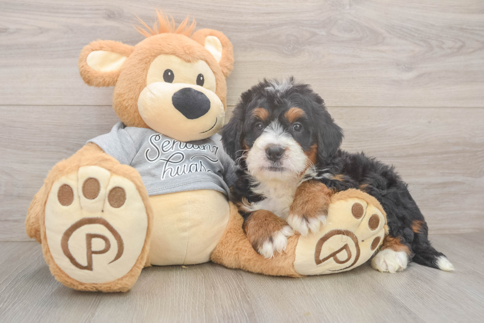 Energetic Mini Bernese Poodle Poodle Mix Puppy