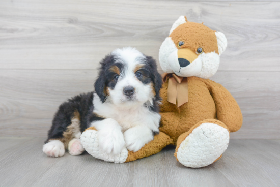 Mini Bernedoodle Puppy for Adoption