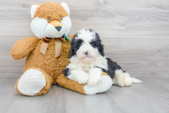 Best Mini Bernedoodle Baby