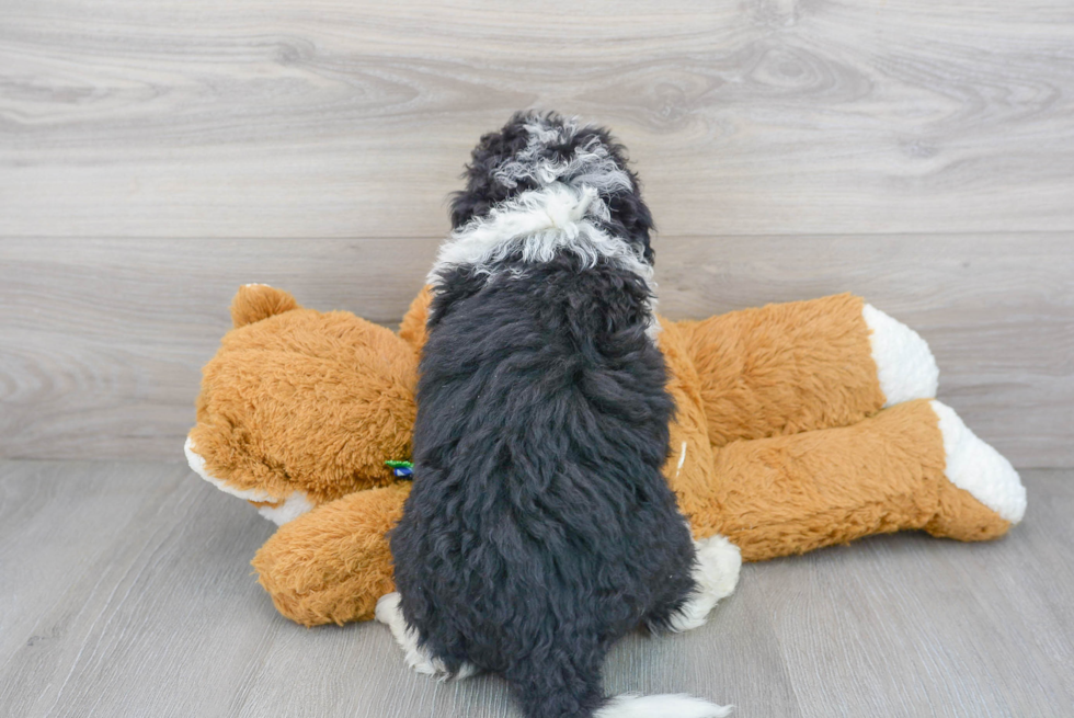 Playful Bernadoodle Poodle Mix Puppy