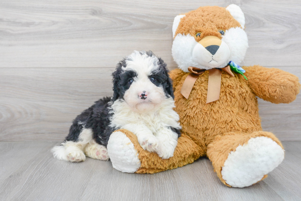 Funny Mini Bernedoodle Poodle Mix Pup