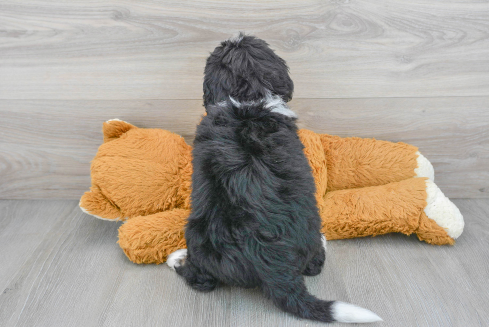 Sweet Mini Bernedoodle Baby