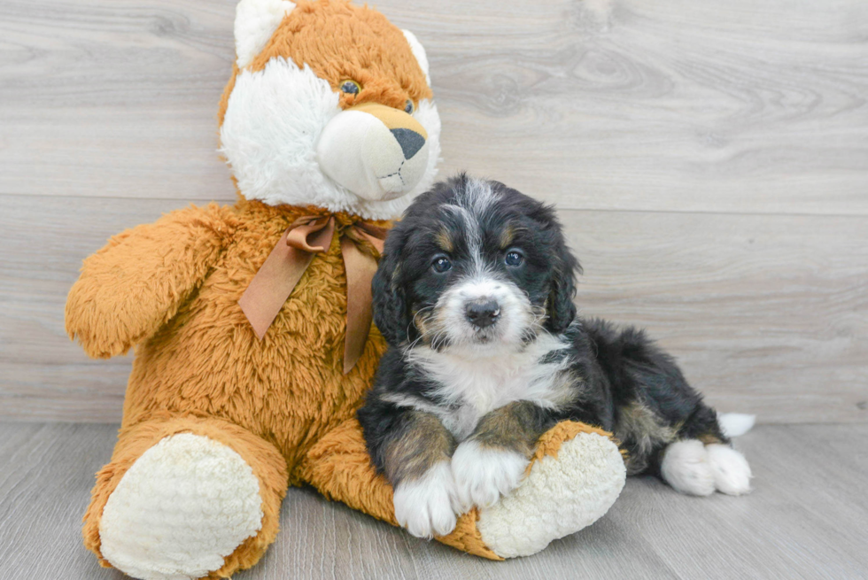 Fluffy Mini Bernedoodle Poodle Mix Pup