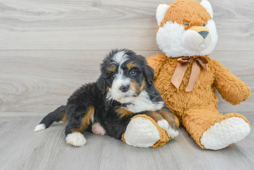 Mini Bernedoodle Pup Being Cute