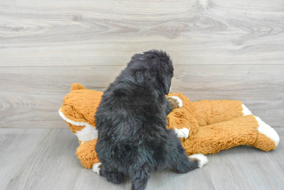 Little Mini Berniedoodle Poodle Mix Puppy