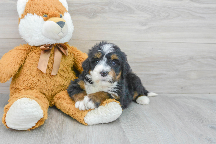 Energetic Bernadoodle Poodle Mix Puppy