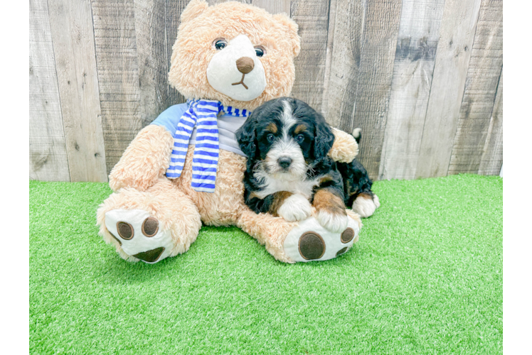 Hypoallergenic Mini Berniedoodle Poodle Mix Puppy