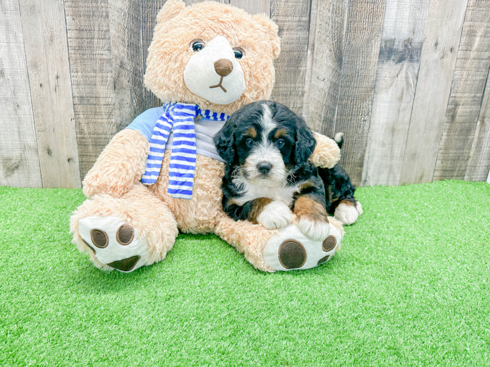 Hypoallergenic Mini Berniedoodle Poodle Mix Puppy