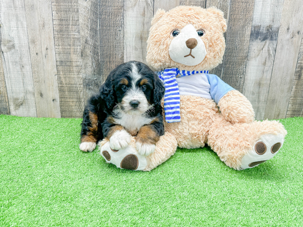 Best Mini Bernedoodle Baby