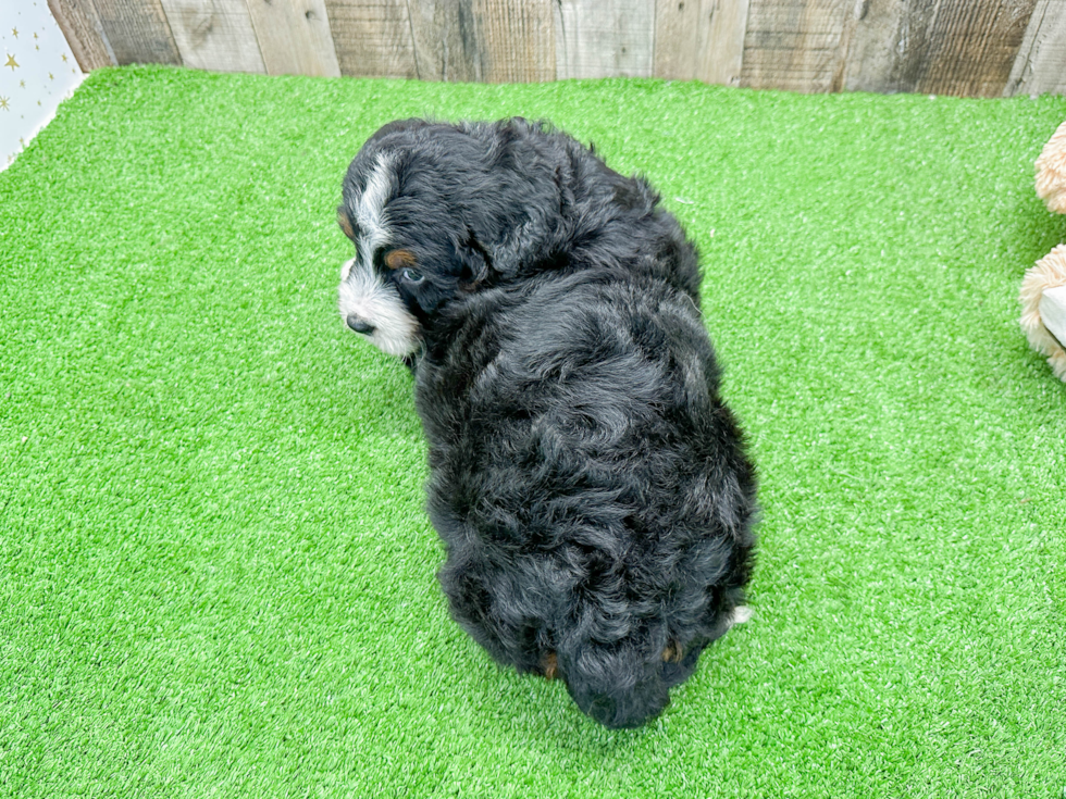 Mini Bernedoodle Puppy for Adoption