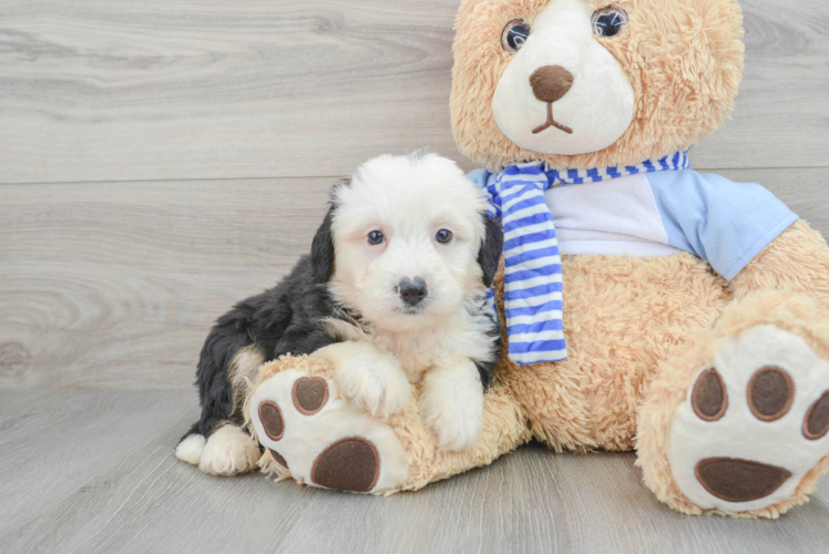 Popular Mini Bernedoodle Poodle Mix Pup