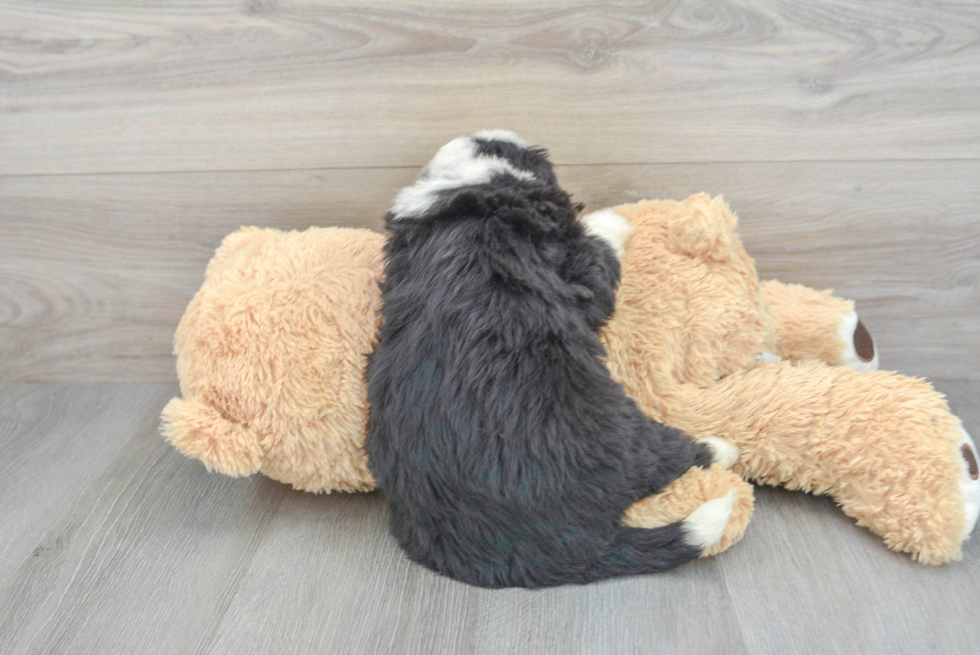 Best Mini Bernedoodle Baby