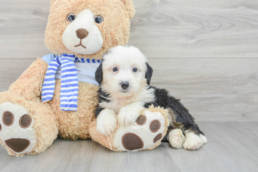 Popular Mini Bernedoodle Poodle Mix Pup