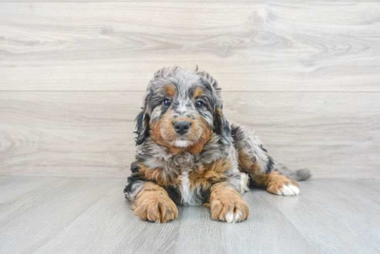 Cute Mini Bernedoodle Baby