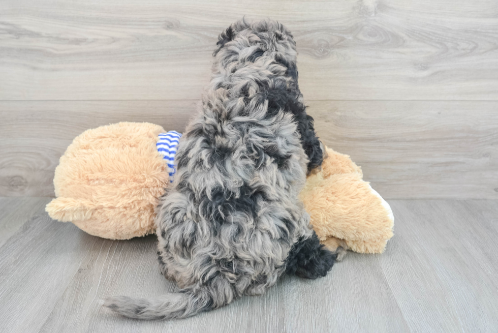 Mini Bernedoodle Puppy for Adoption