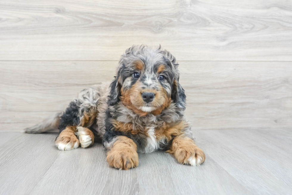 Fluffy Mini Bernedoodle Poodle Mix Pup